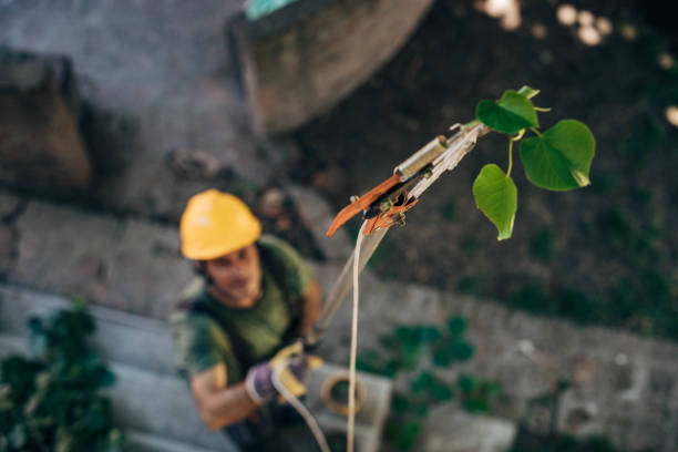 Best Tree Trimming and Pruning  in Westland, MI