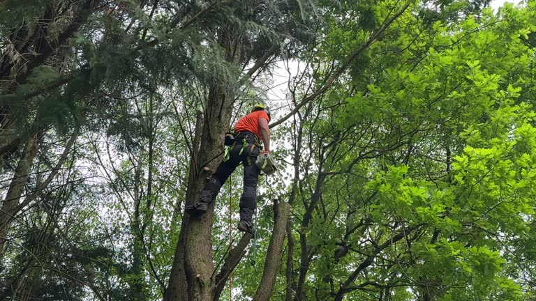 Why Choose Our Tree Removal Services in Westland, MI?