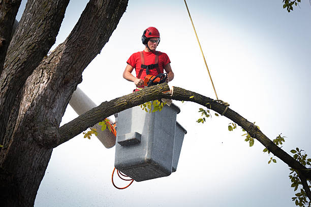 Best Tree Cabling and Bracing  in Westland, MI